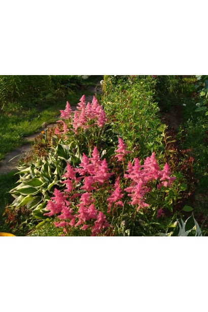 Astilbe х arendsii Каттлея в парку
